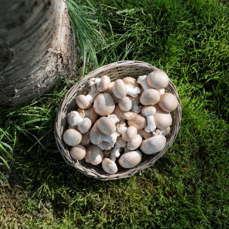 Champignon châtaigne (ravier de 250gr)