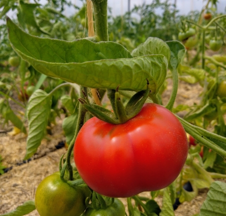 Tomate ronde classique