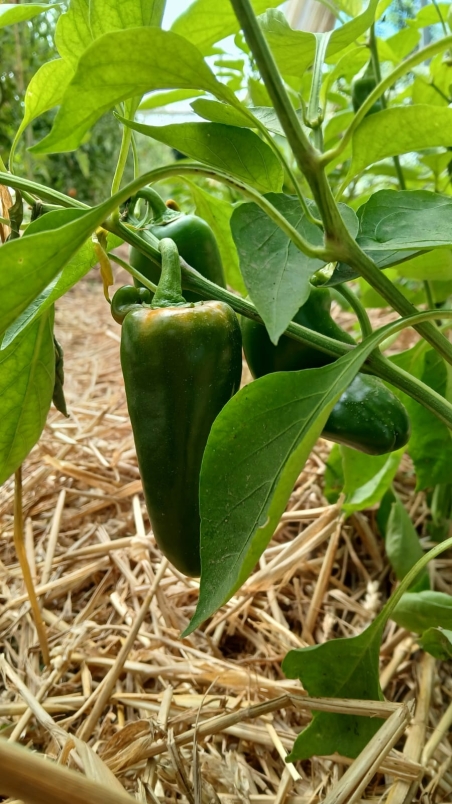 Poivron mix (au kg)