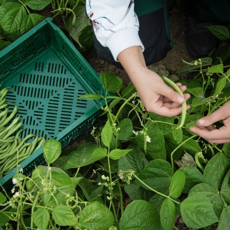 Haricots verts - promo 700g + 300g gratuit
