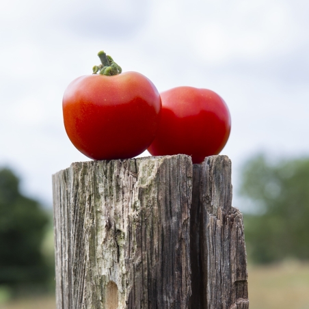 Tomate pour la marmite (par kg)