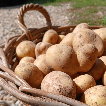 Pommes de terre primeur Vitabella (ferme)  (par kg)