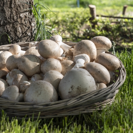 Champignons châtaigne du Cyno - 1 kg + 0.5 kg gratuit