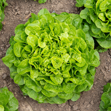 Laitue (pce)