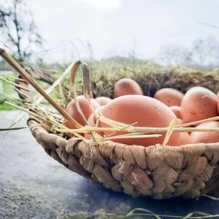 Oeuf (boîte de 6)