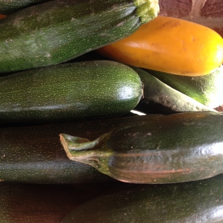 Courgette soupe (gros calibre)