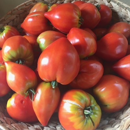 Tomate super promo (3,5 + 1,5 kg GRATUIT)