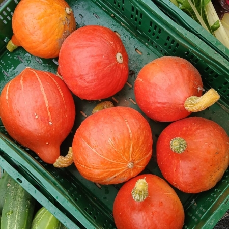 Potimarron (à la pièce)