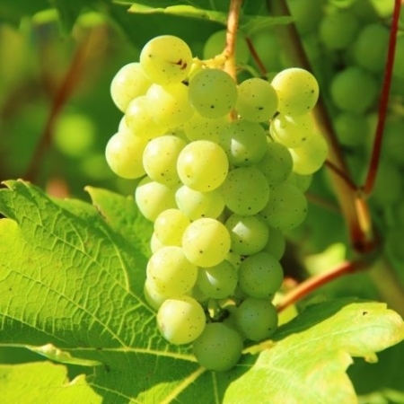 Raisin blanc (les 500 g)