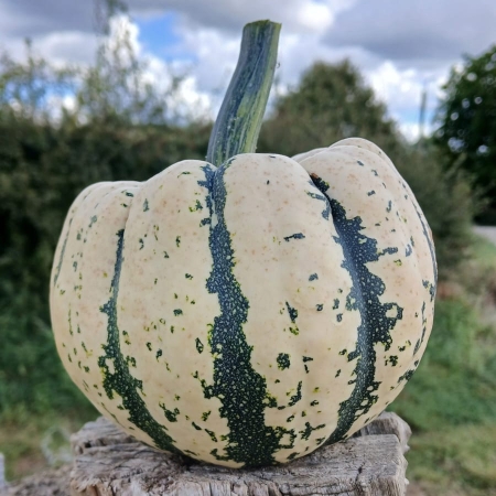 Courge Patidou (par kg)