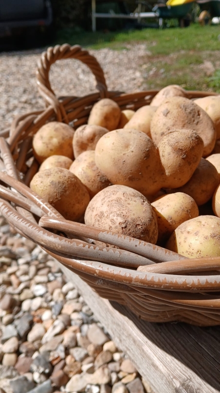 Pomme de terre Alouette (multi usages) (par kg)