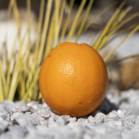 Orange de table Valencia