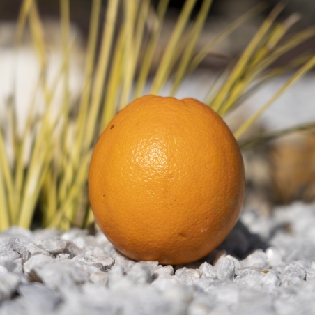 Orange de table Valencia